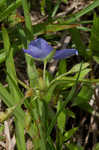 Virginia spiderwort